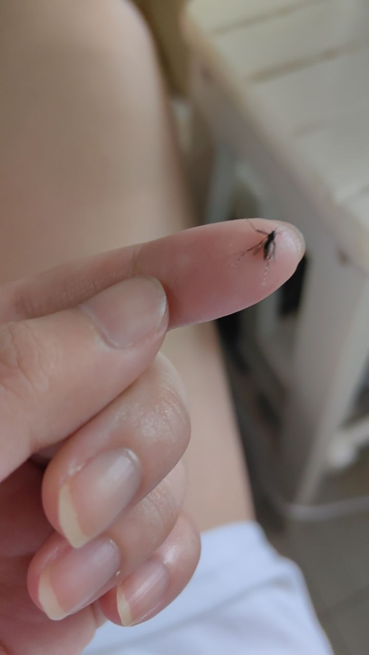 打着打着,被一只蚊子袭击了😨截图