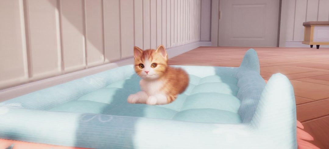 拈酸吃醋的猪咪就是最棒的!!! 3