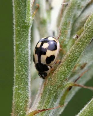 夏日昆虫摄影 2
