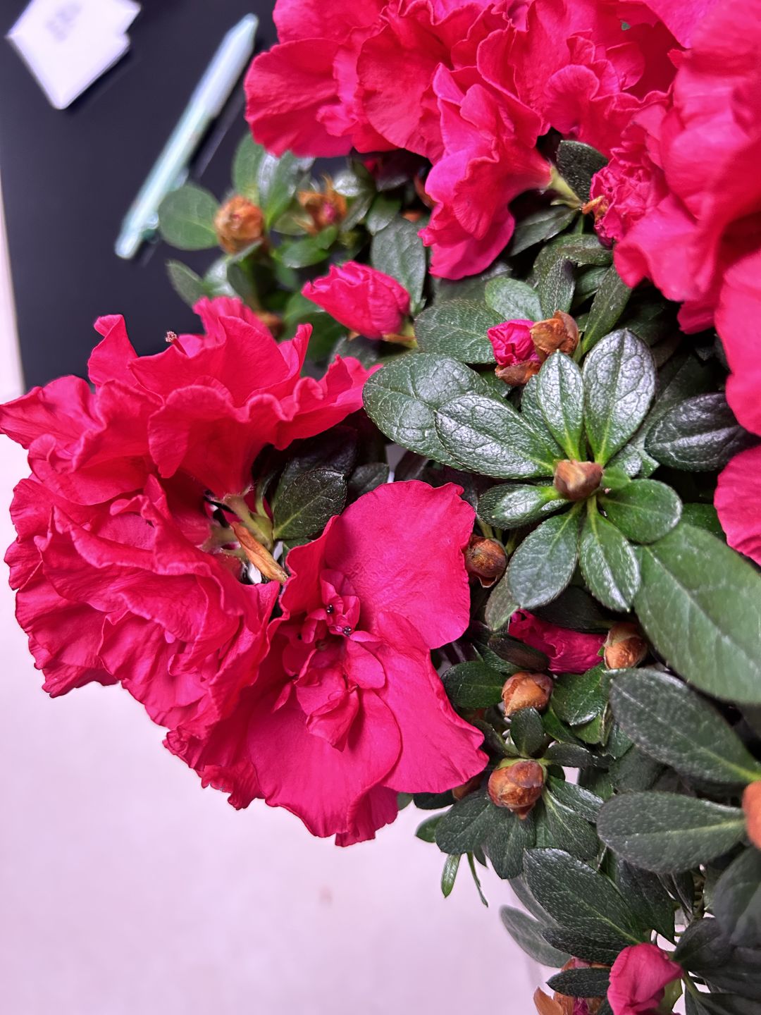 六周年庆活动 花与叶💐 2