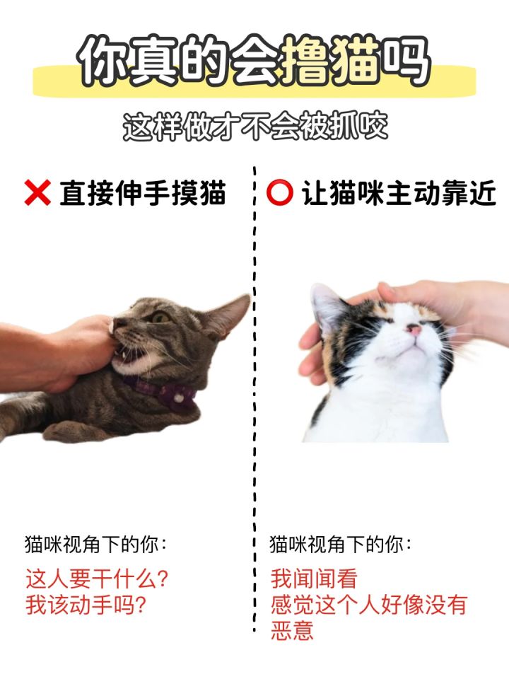 新手撸猫说明书📖如何正确撸猫不被咬⁉️截图