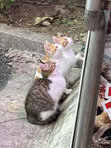 牢玩家的游戏攻略4.0 排位博弈