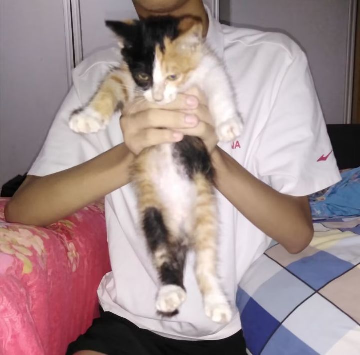 今天是大年初四，同时也是我们宇漮的生日，这本该是一件开心的事情，但很遗憾，我要告诉你们一件对我来说很悲痛的事情，我家的猫—糖宝，于今天下午5点因病离我们而去。
 那是上一次暑假的事，那一天我和我家人在路上走走，在走到我小学后面时，她从树丛中走了出来，我是第一个看见她的，然后是我妹，我妹一看见就把她抱了起来，我妈就说把她带回家里，回了家，我就把她抱了起来，拍了张照，从此，她就是我们家的一员了。
 说截图