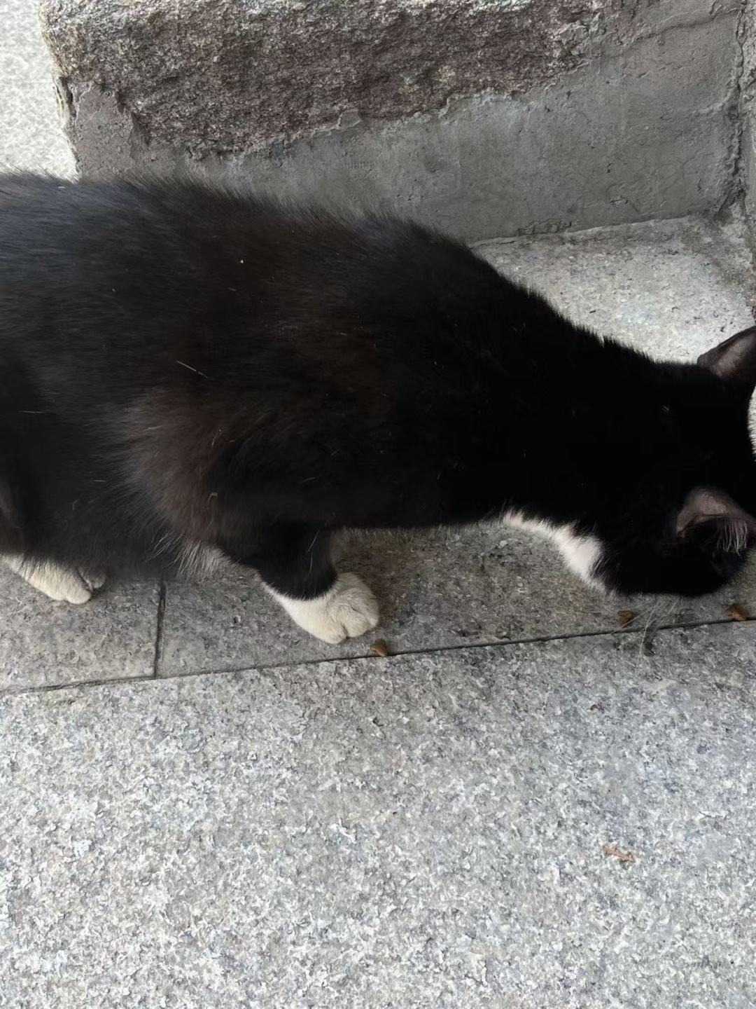 又来看猫猫了 2