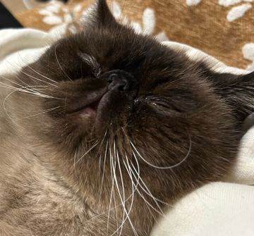 宠物等级1～222进度参考（持续记录）