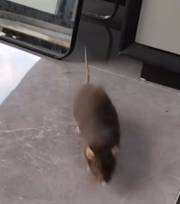 呃 1