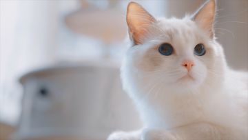 「我家的猫到底去干嘛了？」