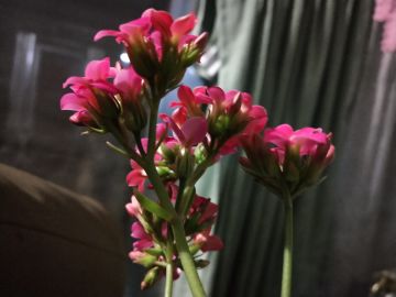 长寿花：只看花红日，不知人去时