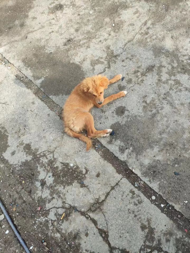 我身边的中国田园犬截图