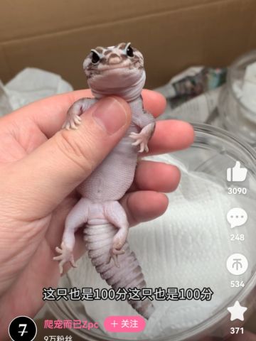 强音赛季版本答案以及铲铲通用的逻辑