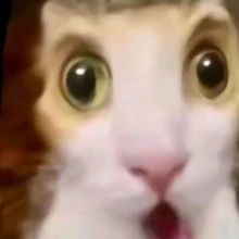 有人想看我画的牢枭吗?截图