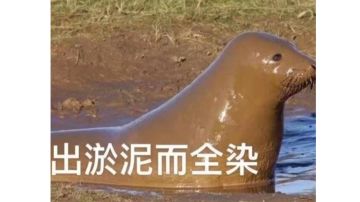 谈谈今天很火的四代猫猫包攻击乘算