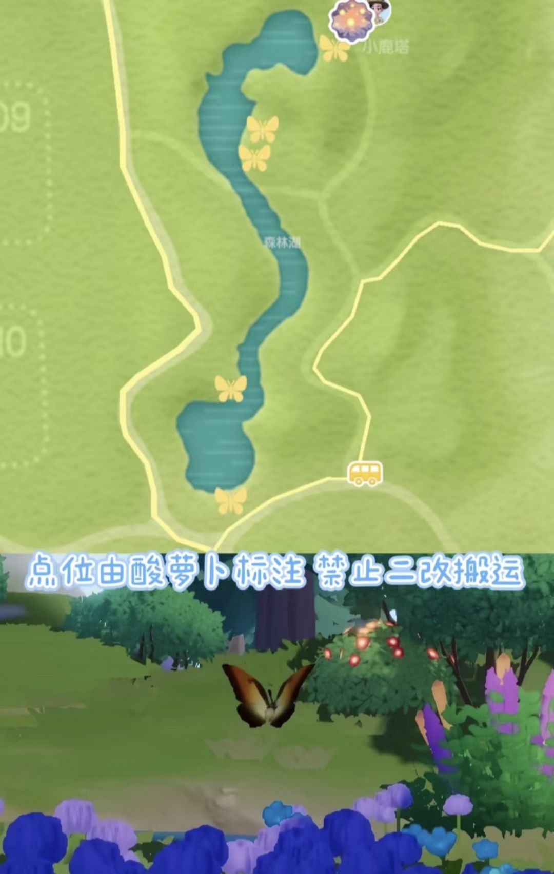 太阳闪蝶 捕虫攻略&点位 3