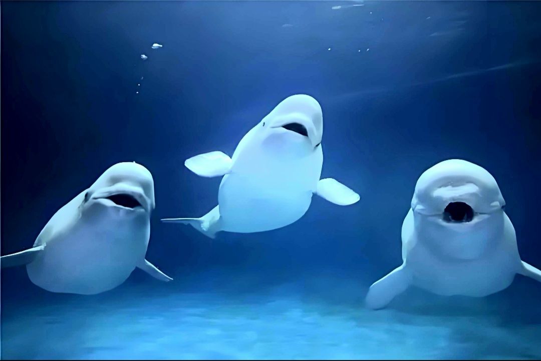 小忆庆生篇:水族馆篇·后记(终) 1
