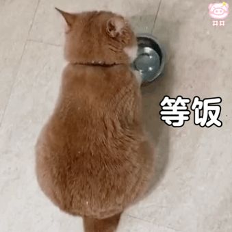 紫卡队有没有必要抽妮蔻拉啊截图