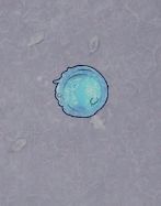 阿瑞斯猜6子弹 2