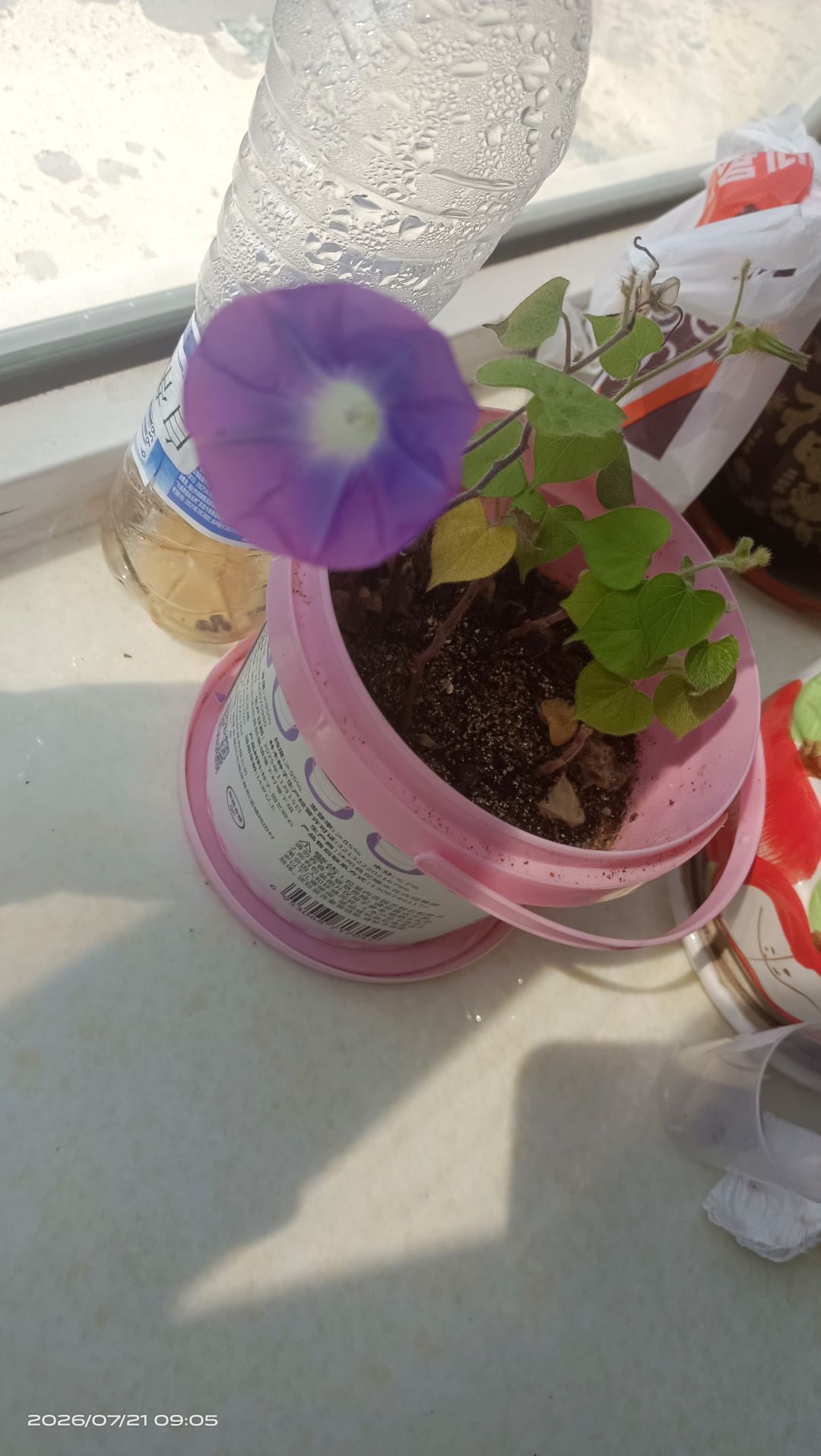 我养的牵牛花开了) 1