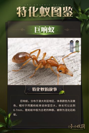 【蚂蚁图鉴】巨响蚁