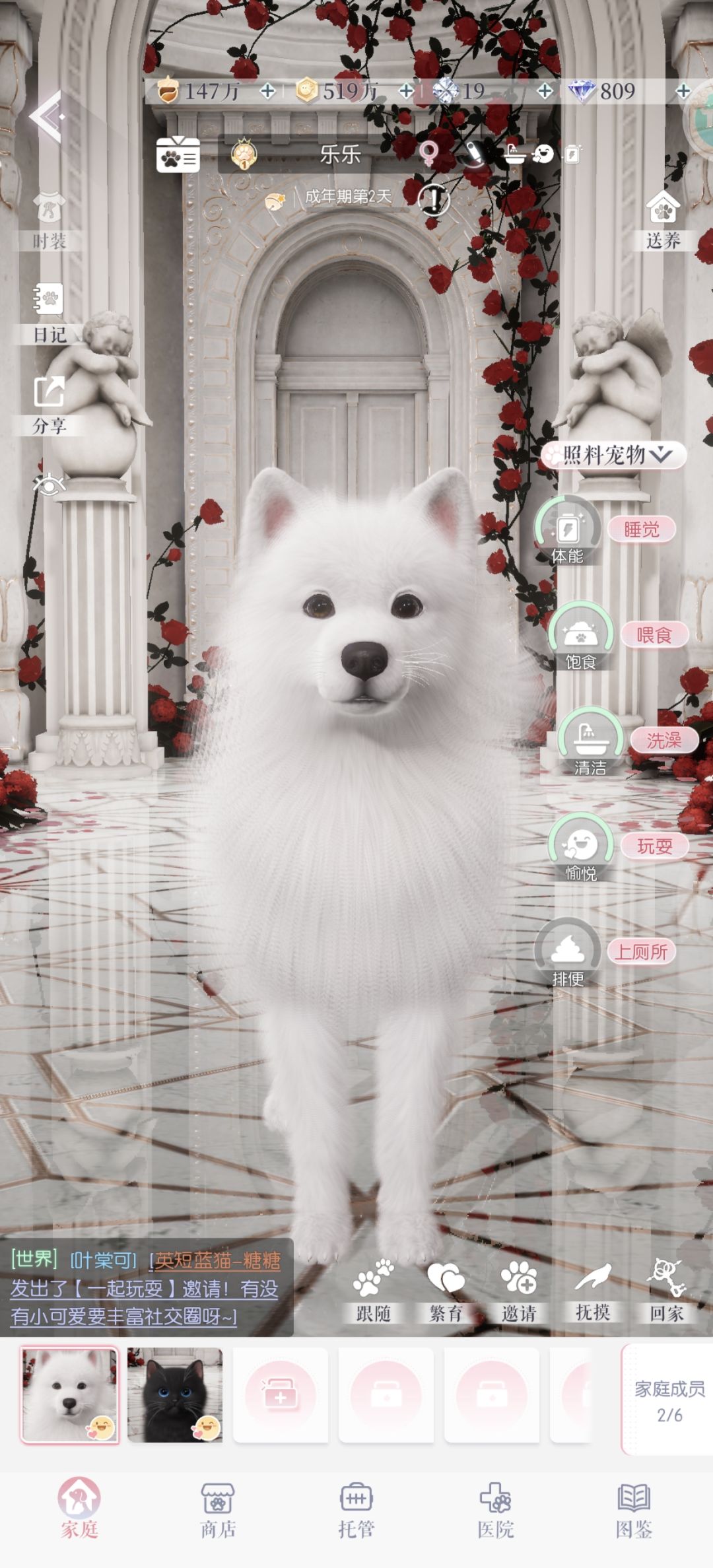 女宝萨摩耶征婚~ 1