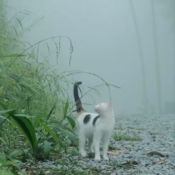 内政六大项政务能力公式一览