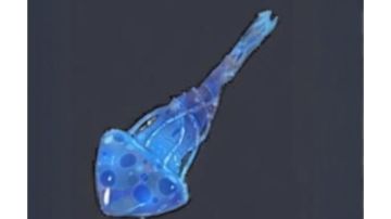 落神之地，“物理流”大冰棒从出生到入土。