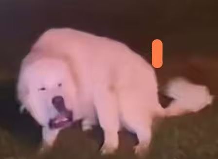 狗p蛇保底是吧 2