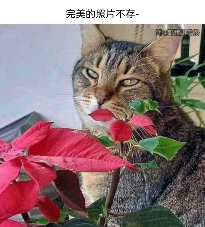 meme梗图:完美的照片不存在截图