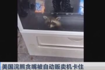 【趣味日志 #3】Fatal Restuck 致命迭陷