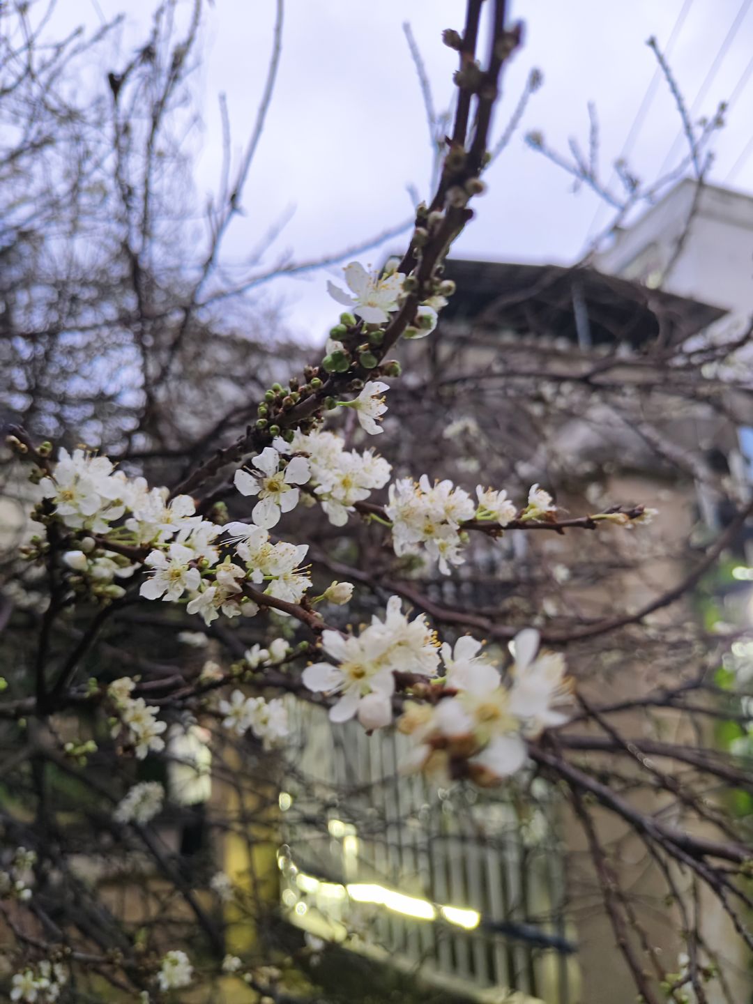 春天要来了 1