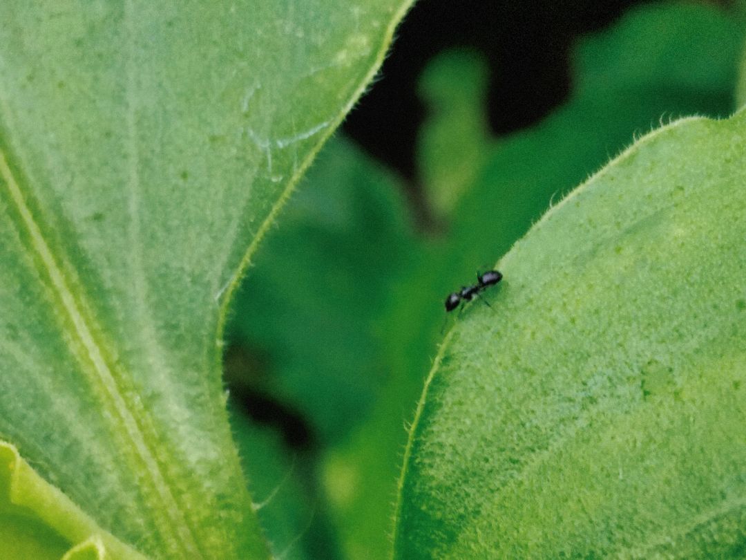 ⚠蚂蚁警告🐜 4