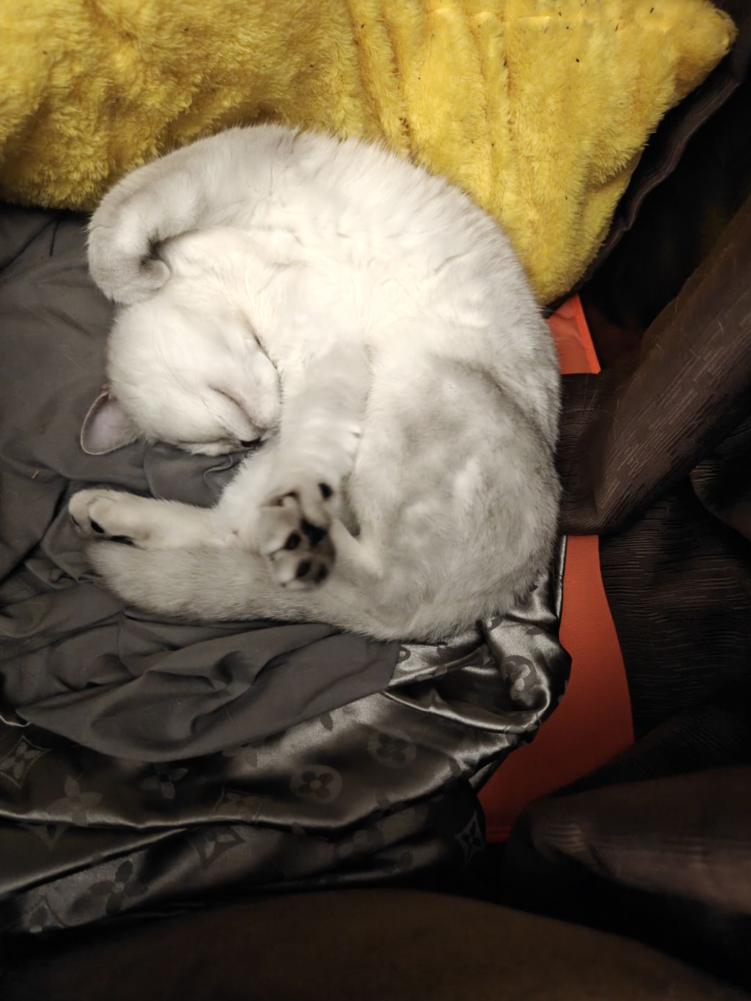 我有只猫 1