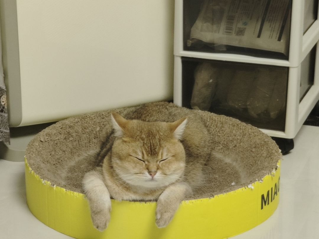 有没有人想来偷猫啊 2
