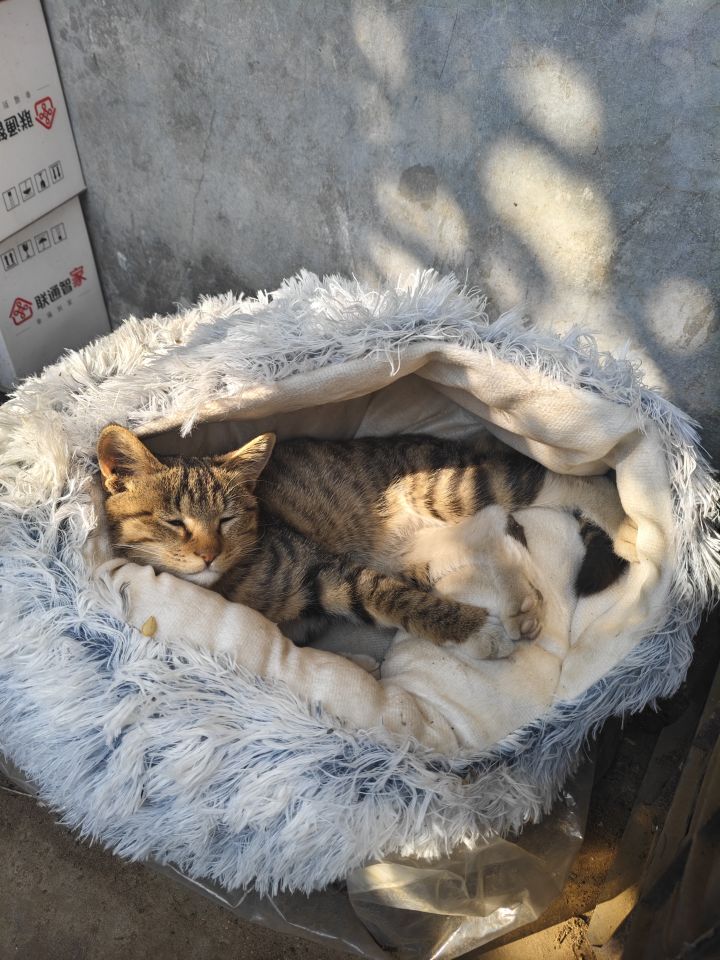 走廊放了俩月的猫窝截图
