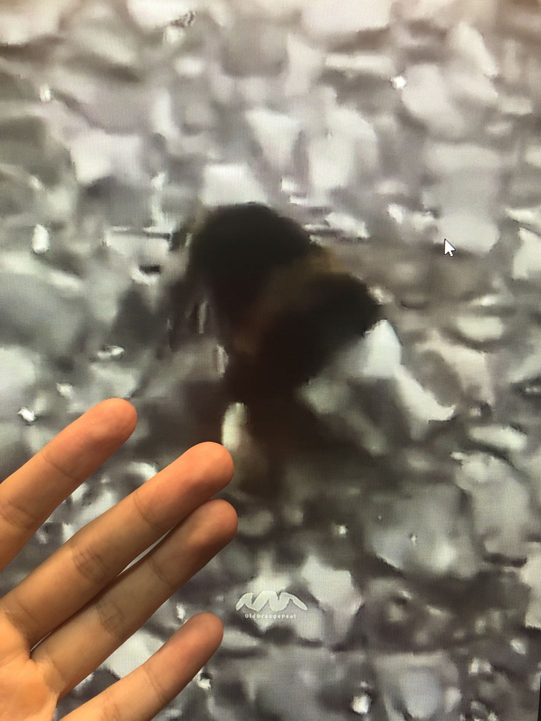 video-3670098