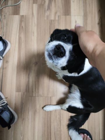 简单科普拜日绝学睚眦剑指（鸭子兼职）