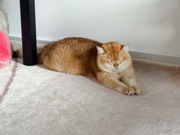 看这！！！盘点喵星人的花样睡觉姿势~