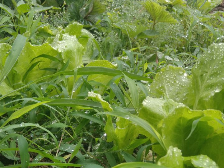 ⚠昆虫警告:菜园里的小甲虫截图