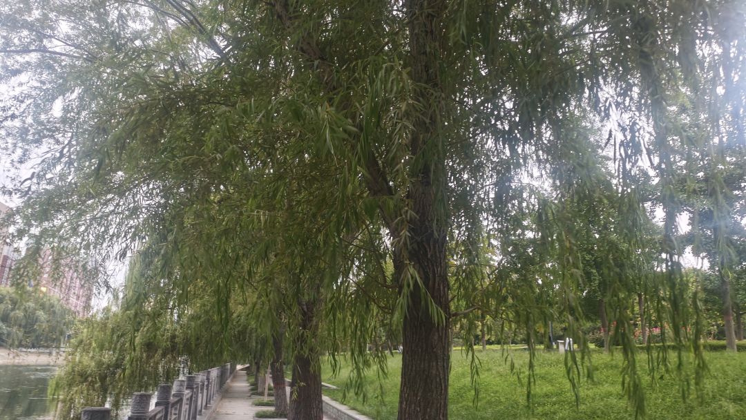 超级喜欢这样的氛围,流水,杨柳,秋风 5