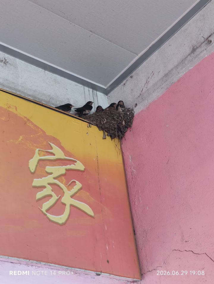 紧急加更一下截图