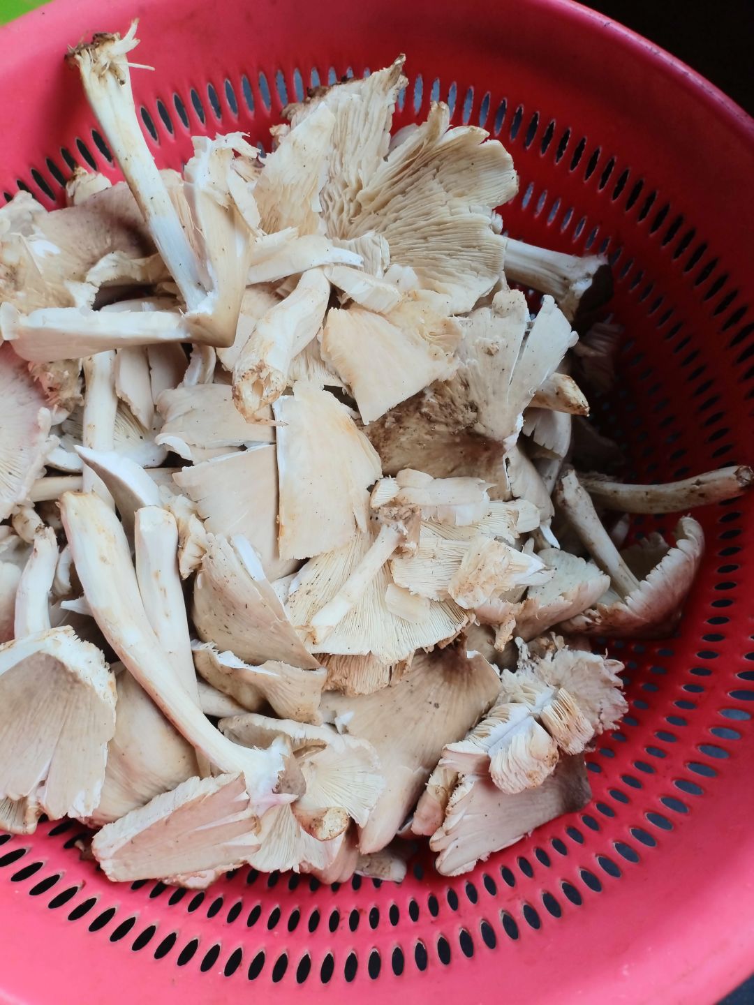 低配孤胆档的周六 2