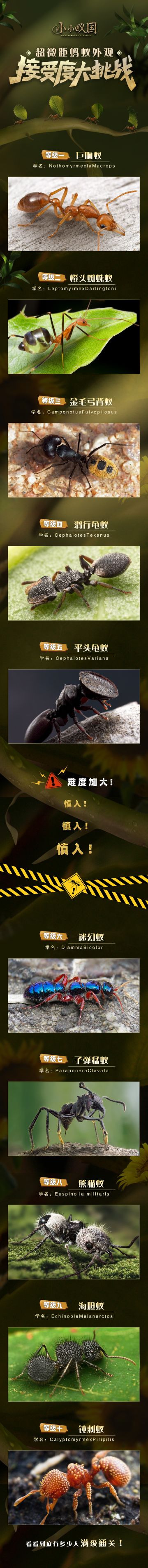 （已开奖）【有奖挑战】慎入！超微距蚂蚁外观接受度大挑战，看看你能撑到第几级？