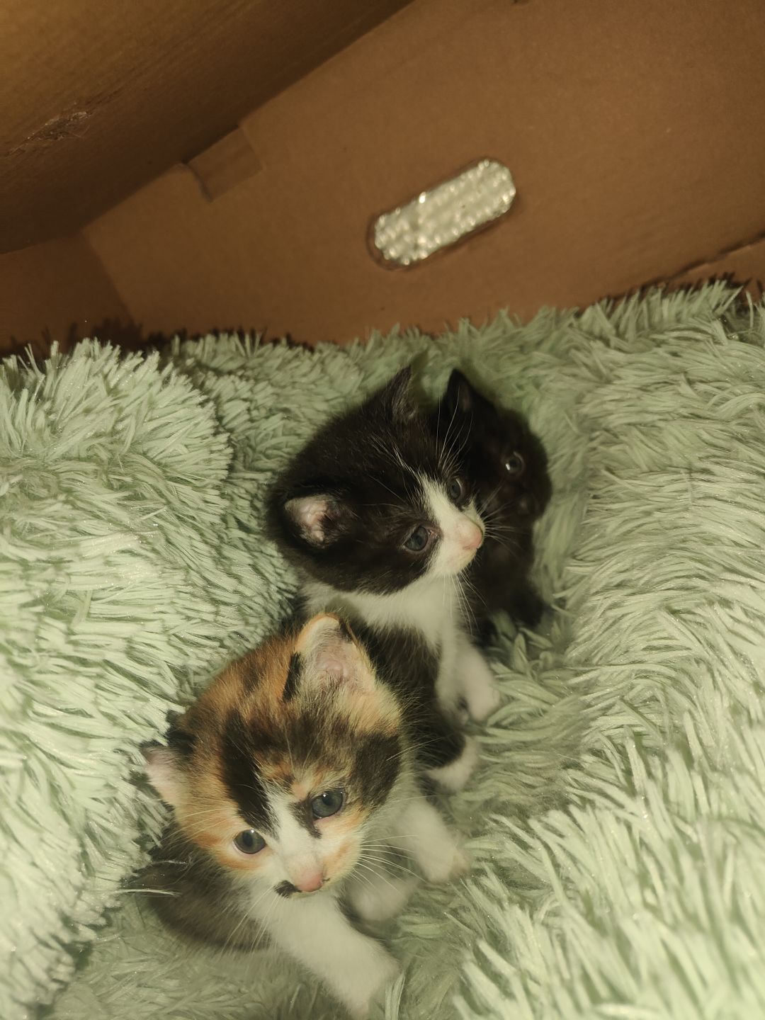 猫咪领养 2