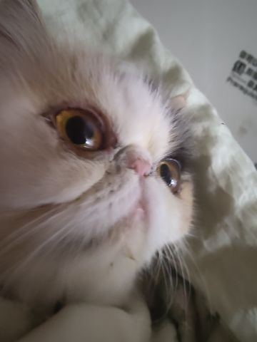 前期新手攻略0氪玩家