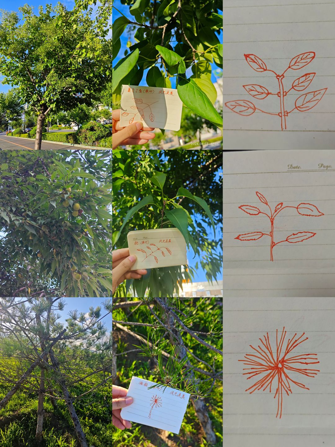 夏季活动,捉住一枝夏 3