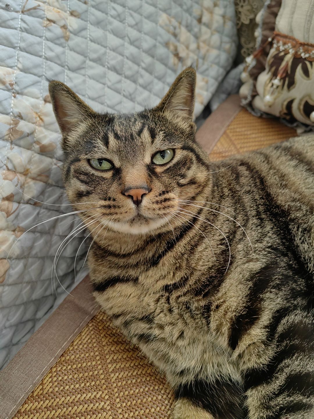 给大家看看我的呆猫猫🥰 1