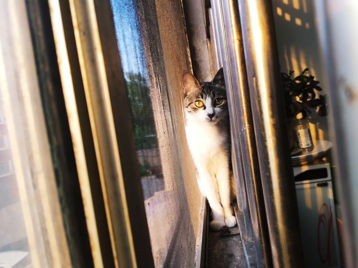 发了张猫猫楼被吞了截图