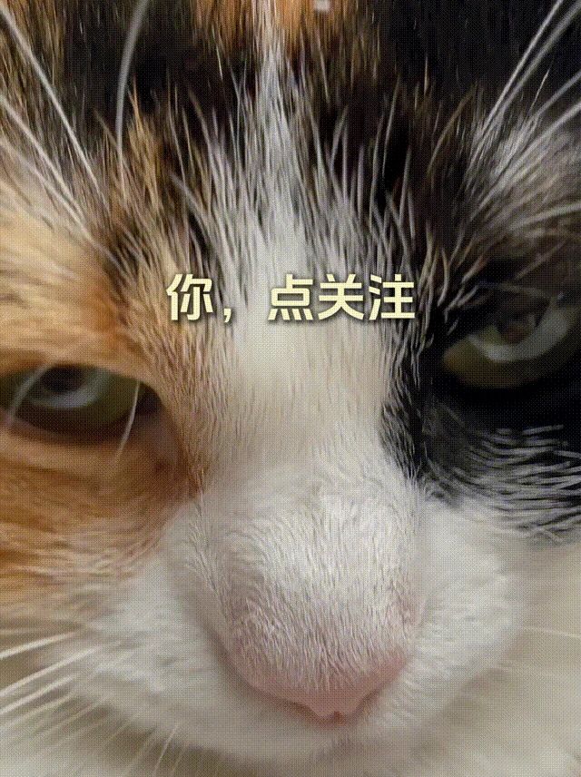 喵，喵喵，喵喵喵喵 3