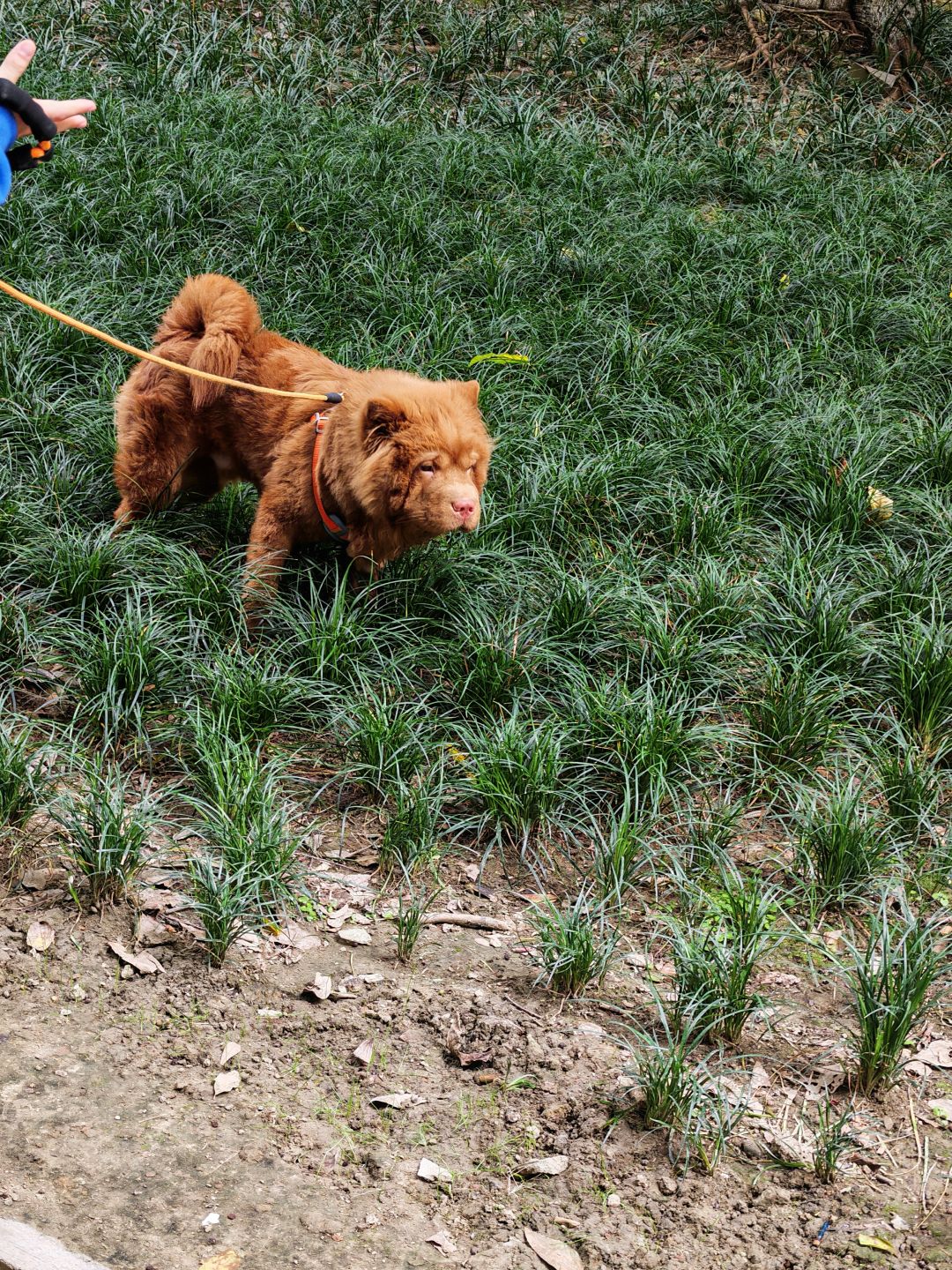 散步偶遇现实版五红犬 2