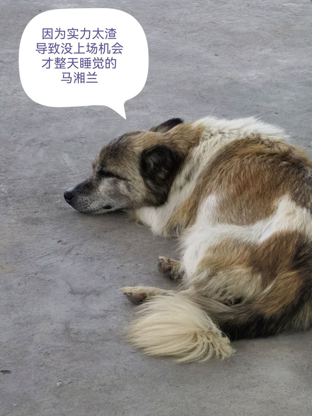马湘兰 1