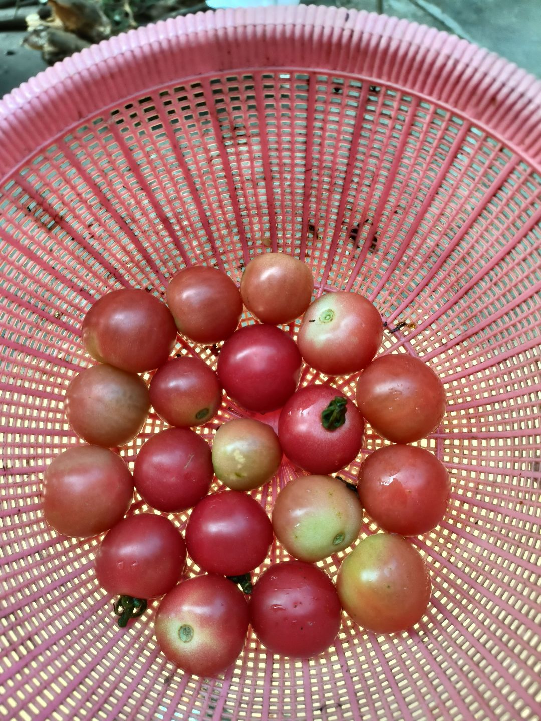 本来母亲要买大番茄的哪想到是小番茄 1